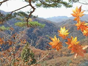 澳門精準免費大全鳳凰網(wǎng)9626——探索澳門4949彩票的秘密，澳門彩票探索之旅，揭秘澳門精準免費鳳凰網(wǎng)鳳凰網(wǎng)彩票秘籍