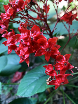 狀元紅網(wǎng)，揭秘4987精準(zhǔn)資料的秘密，狀元紅網(wǎng)揭秘，精準(zhǔn)資料4987背后的秘密