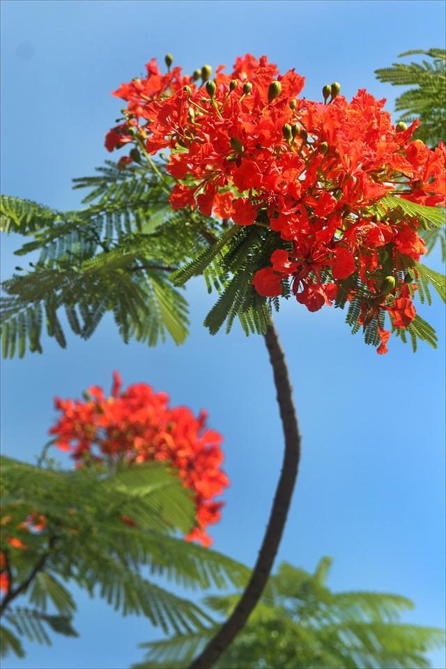狀元紅，揭秘4987最準(zhǔn)最快的秘密武器，狀元紅，揭秘最準(zhǔn)最快的秘密武器 4987
