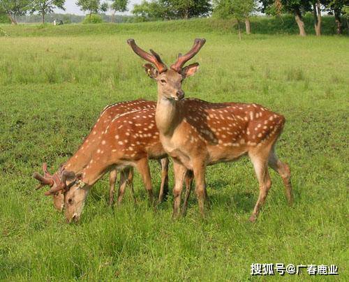 最新版本的6566cc澳彩資料大全介紹及特色功能解析，最新6566cc澳彩資料大全介紹與特色功能深度解析