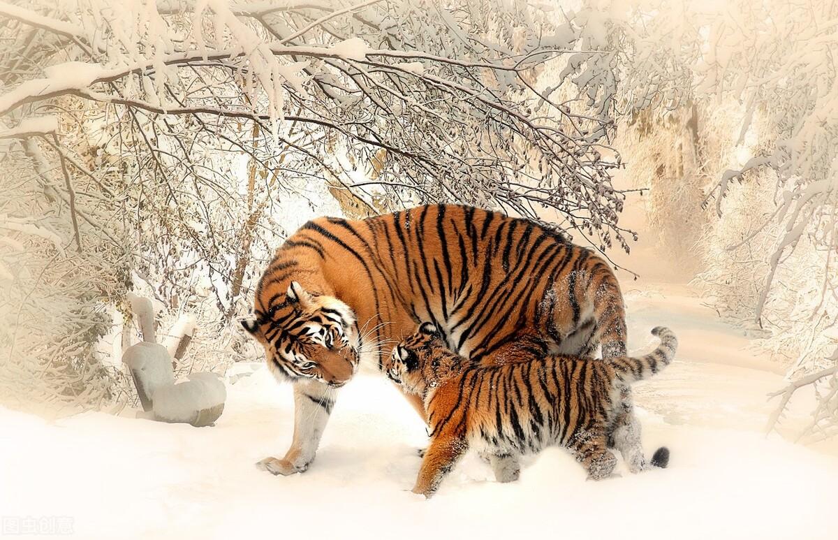 揭秘十二生肖之王，20一肖動物圖王中王，揭秘十二生肖之王，揭秘圖王中的動物之王