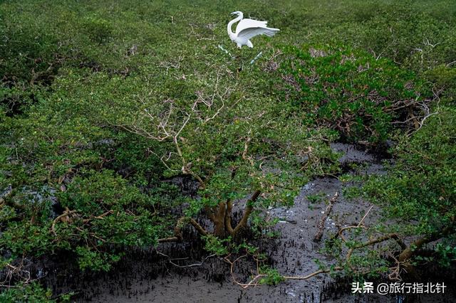 茂密森林中的王者——探尋王中王一肖的神秘魅力，森林王者揭秘，一肖的神秘魅力探尋