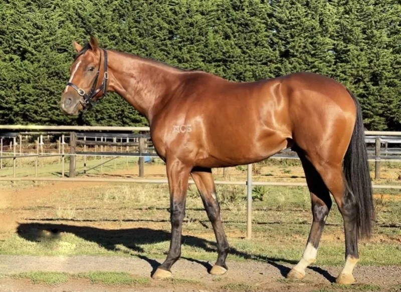 今晚澳門特馬開什么？今晚四不像的探討，今晚澳門特馬開彩結(jié)果及四不像探討