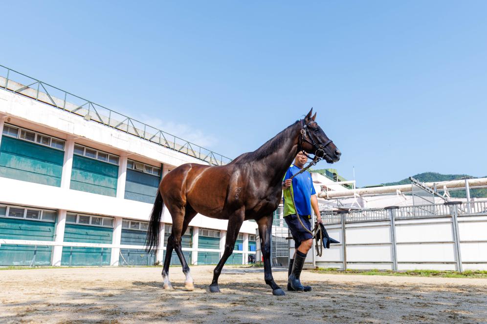 香港賽馬，77777與88888的激情碰撞，香港賽馬盛宴，激情碰撞的77777與88888對決