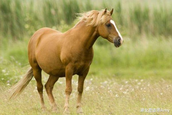 2025開特馬最準確一肖