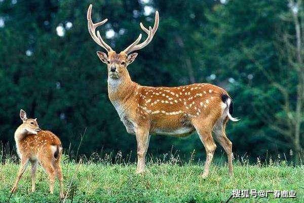 最新版本的6566cc澳彩資料大全介紹與特色功能解析，圖庫升級亮點(diǎn)一覽，最新6566cc澳彩資料大全介紹與特色功能解析，圖庫升級亮點(diǎn)全揭秘