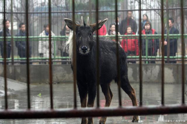 四不像王中王資料一肖，揭秘神秘傳說與獨(dú)特魅力，揭秘四不像王中王神秘傳說與獨(dú)特魅力，一肖資料解析