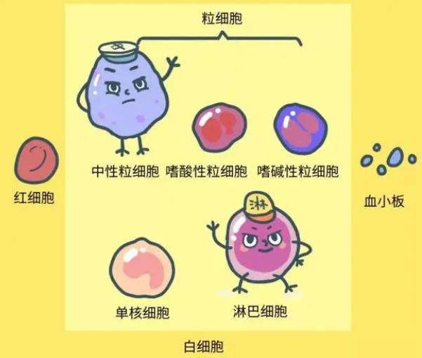 白細(xì)胞低有什么危險(xiǎn)，白細(xì)胞低存在的危險(xiǎn)與潛在風(fēng)險(xiǎn)，揭示白細(xì)胞減少的危害