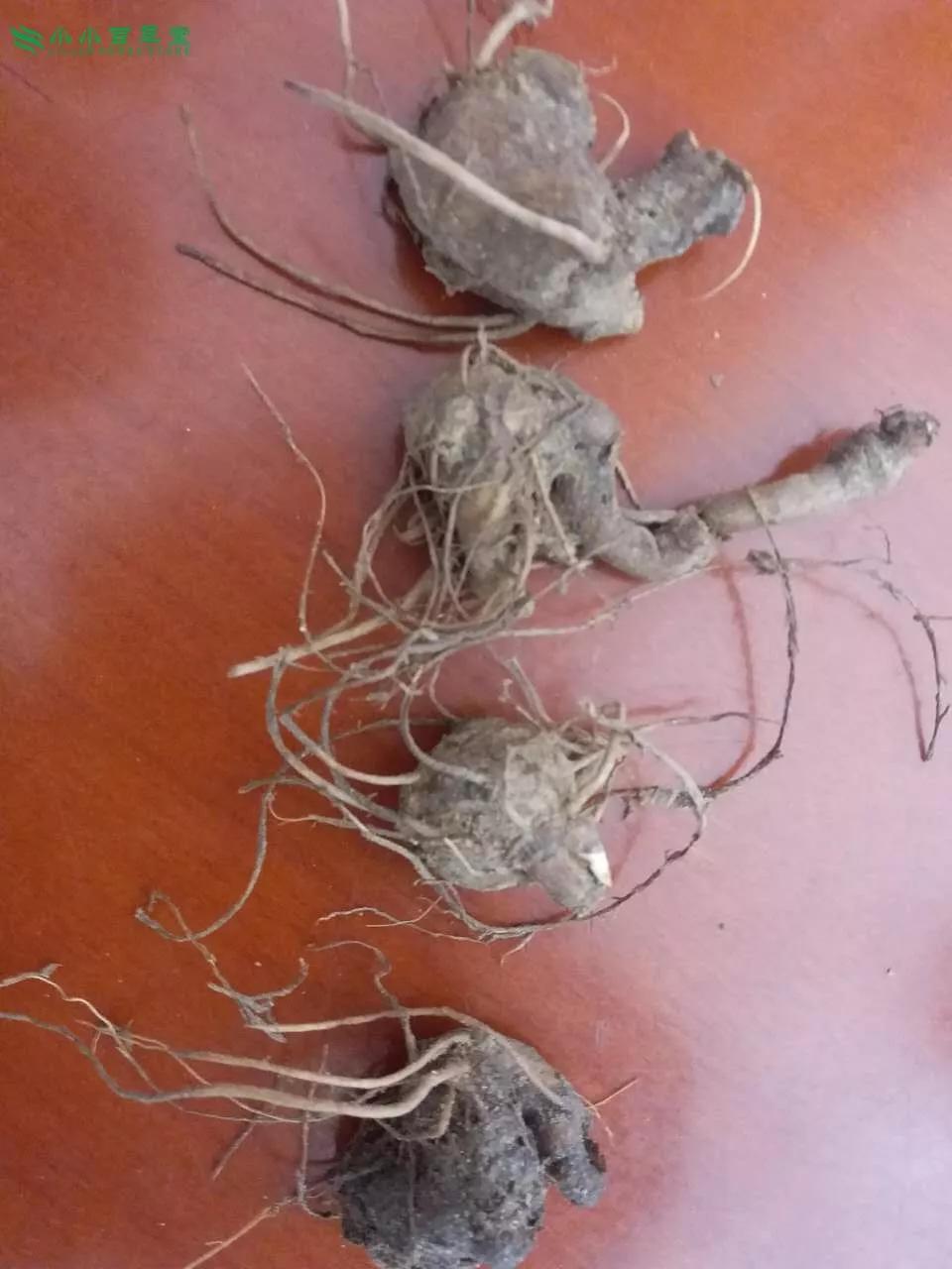 白術(shù)圖片，探尋白術(shù)的草藥之美，白術(shù)的草藥之美，探尋圖片中的白術(shù)風(fēng)采