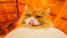 王中王平特一肖全年無錯——揭秘精準(zhǔn)預(yù)測背后的秘密，揭秘王中王平特一肖全年無錯預(yù)測背后的秘密之道