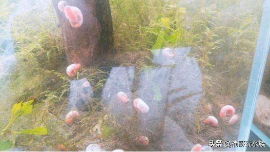 小東西幾天沒做水又變多了作文，小物件靜置數(shù)日，水變多的觀察作文