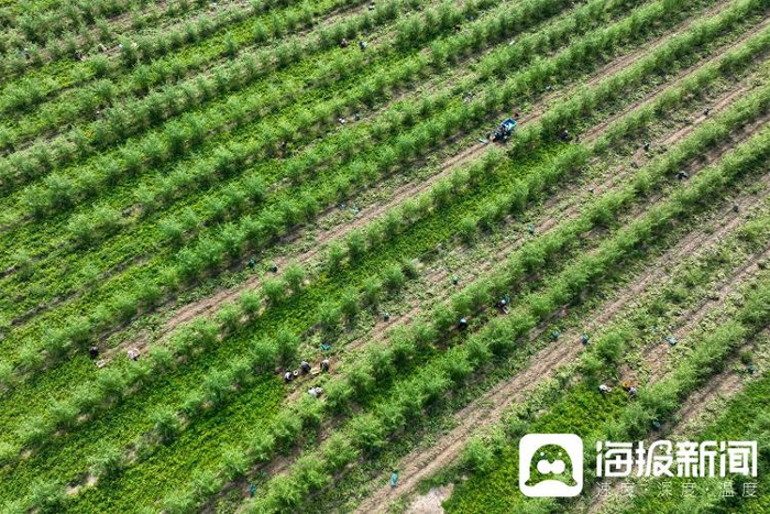 茂密森林中的王中王——一肖傳奇，森林霸主一肖傳奇，王中王的傳奇故事