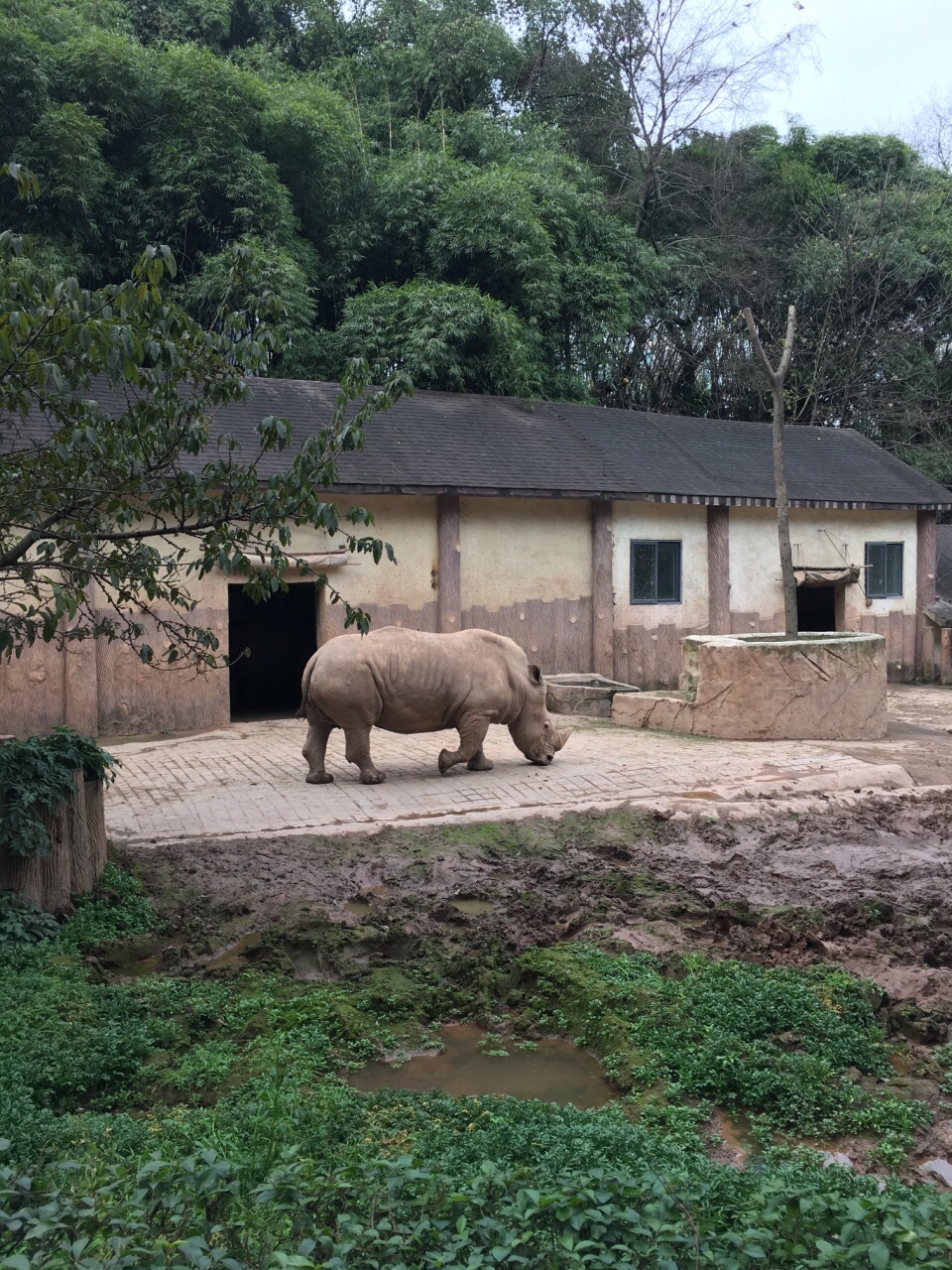 重慶動物園，探索動物世界的魅力之地，重慶動物園，動物世界的魅力探索之旅