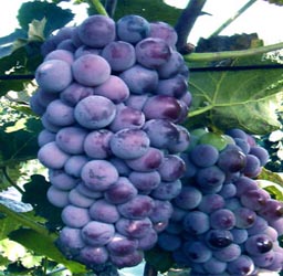 葡萄京王中王一肖，探索關(guān)鍵詞背后的故事，葡萄京王中王一肖，揭秘關(guān)鍵詞背后的傳奇故事