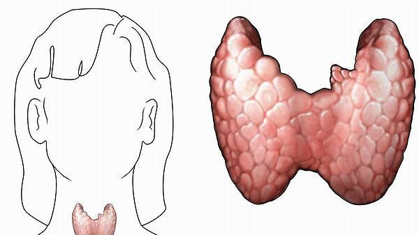 甲狀腺結(jié)節(jié)三吃三不吃，飲食調(diào)整與生活方式優(yōu)化，甲狀腺結(jié)節(jié)的飲食調(diào)整與生活方式優(yōu)化，三吃三不吃指南
