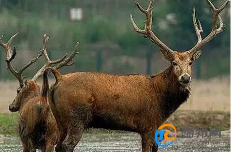 澳門四不像正版四不像網(wǎng)，探索真實與虛幻的交融之地，澳門四不像正版探索，真實與虛幻的交融世界