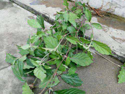 風(fēng)濕最怕三種草藥，了解并合理利用，助力健康，風(fēng)濕克星，三種草藥助你健康擺脫困擾