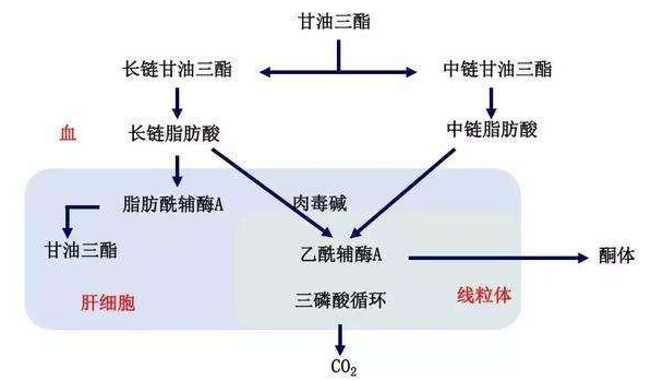 降甘油三酯最有效的藥，全面解析與選擇策略，降甘油三酯最有效的藥物解析與選擇指南