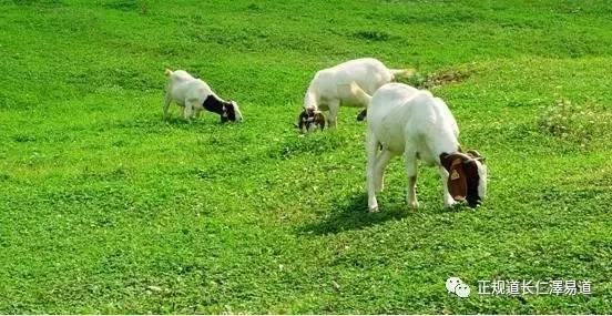 澳門出羊下期必開(kāi)一肖，揭秘生肖彩票的奧秘與策略，揭秘生肖彩票奧秘，澳門出羊后必開(kāi)一肖策略探討