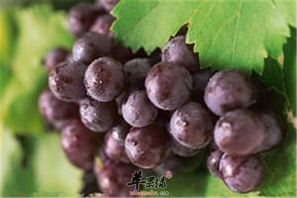 孕婦能否吃葡萄？營(yíng)養(yǎng)專家為您解答疑惑，孕婦可以吃葡萄嗎？營(yíng)養(yǎng)專家解答關(guān)于孕婦飲食的疑惑