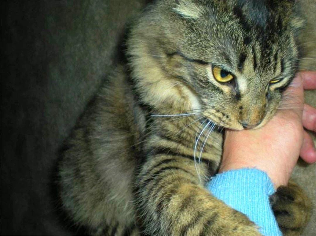 狂犬病潛伏期最長多久，深入了解狂犬病的潛伏期及相關(guān)知識，深入了解狂犬病潛伏期，最長多久及其他相關(guān)知識解析