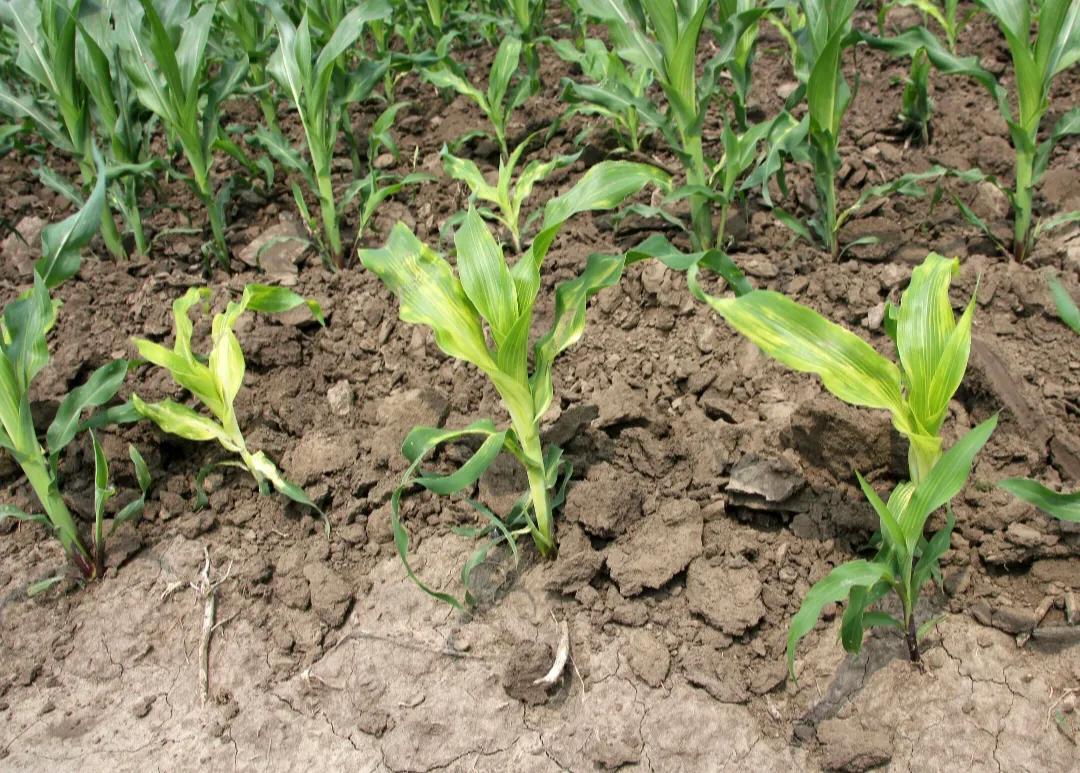 缺鋅的癥狀，揭示隱藏的健康警示，缺鋅癥狀揭秘，隱藏的健康警示標志