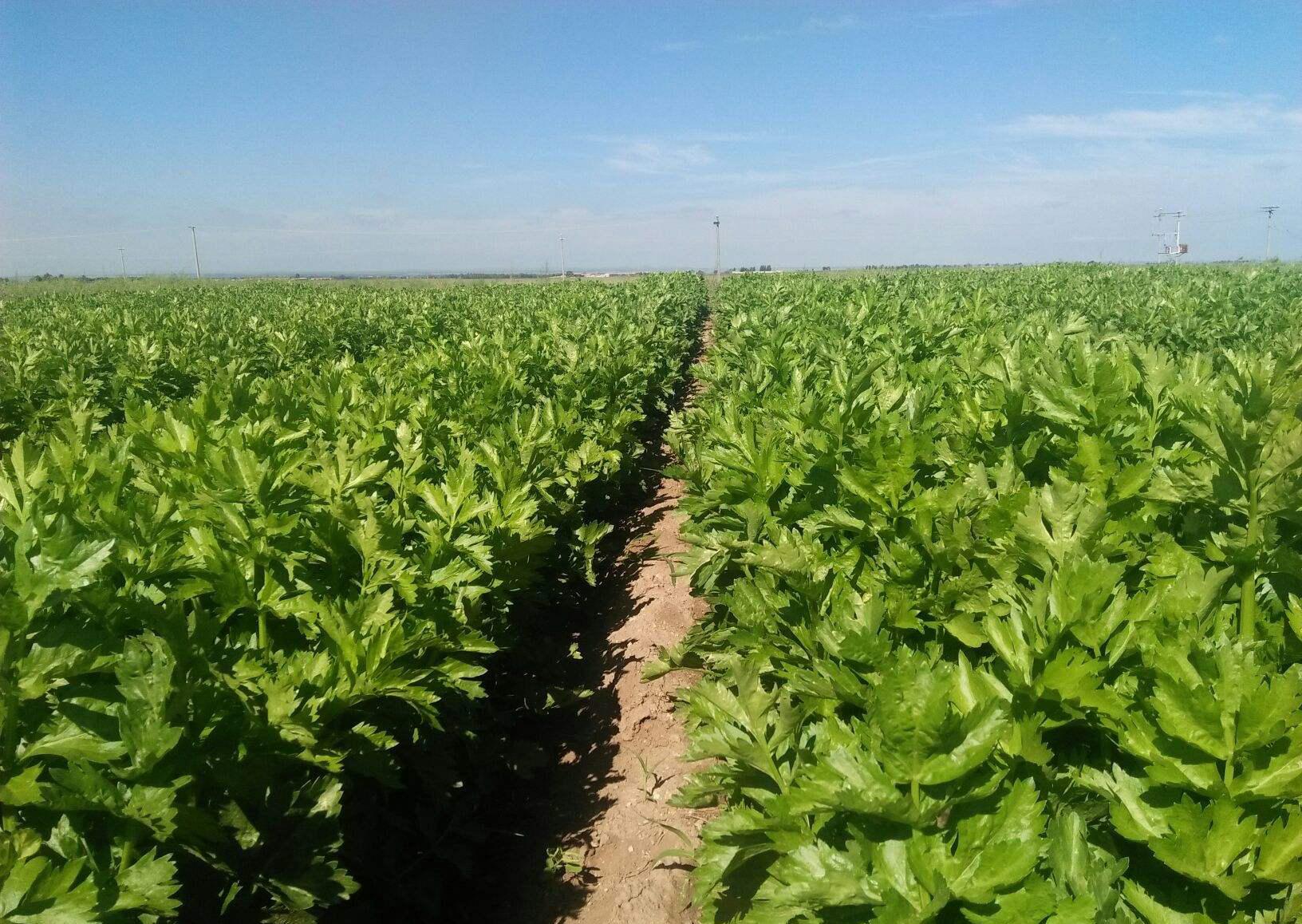 第一名降血脂蔬菜，探索健康秘密的寶藏，探索健康寶藏，第一名降血脂蔬菜揭秘