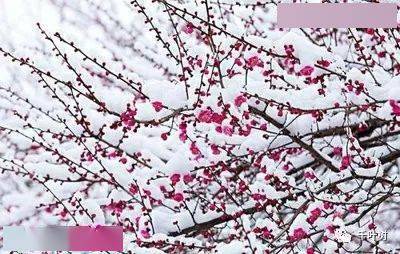 探索新澳門正版梅花詩，展望2025年第107期精彩內(nèi)容，探索新澳門正版梅花詩，展望第107期精彩內(nèi)容揭曉