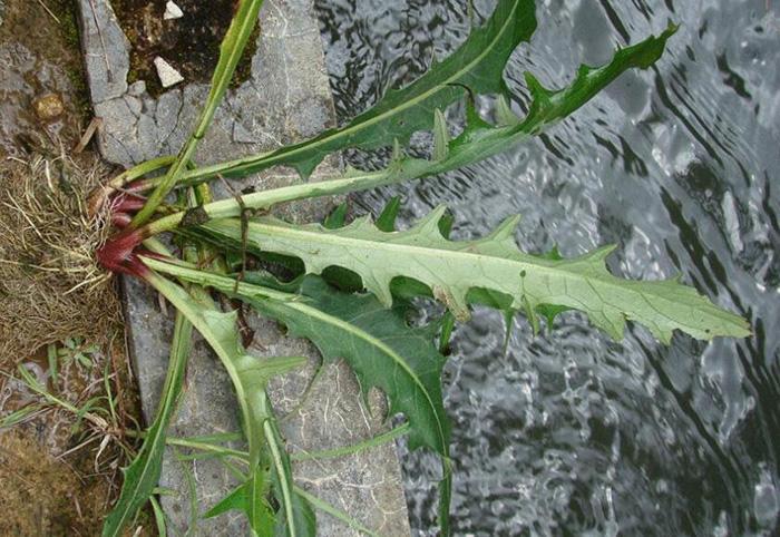 關(guān)于益母草過量攝入導(dǎo)致意外流產(chǎn)的警示，益母草過量攝入引發(fā)意外流產(chǎn)風(fēng)險(xiǎn)警示