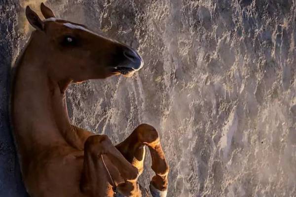 揭秘彩票背后的秘密，揭秘王中王四不像出一肖背后的奧秘，揭秘彩票王中王四不像出一肖背后的神秘秘密