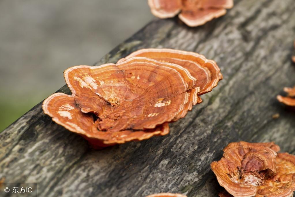 袍子粉的功效與作用，深入了解傳統(tǒng)中藥材的魅力，袍子粉的功效與作用，揭示傳統(tǒng)中藥材的奧秘與魅力