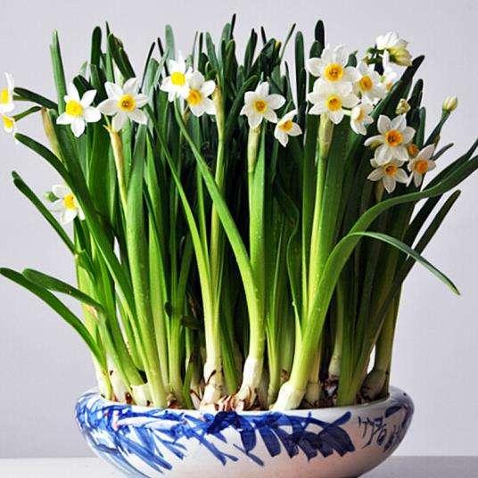 家里堅(jiān)決不能養(yǎng)的花，家里不宜養(yǎng)的花，警惕選擇花卉的禁忌