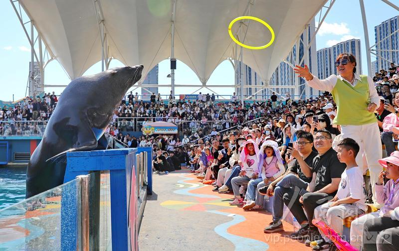 新澳2025今晚開獎(jiǎng)結(jié)果揭曉，期待與驚喜交織的時(shí)刻，新澳2025今晚開獎(jiǎng)結(jié)果揭曉，期待與驚喜的時(shí)刻來臨