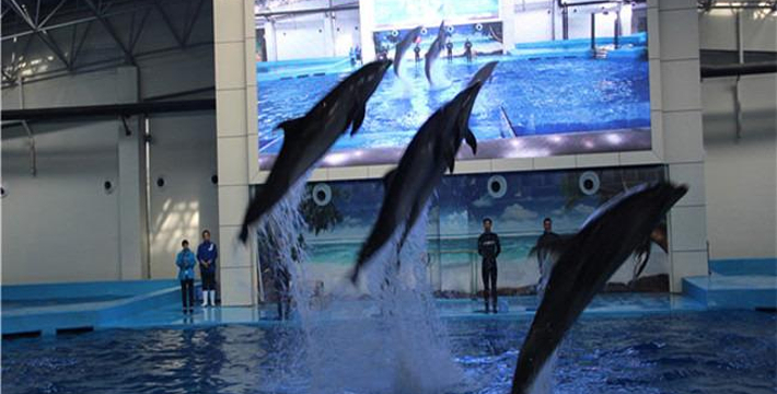合肥海洋館門票價格詳解，合肥海洋館門票價格全面解析
