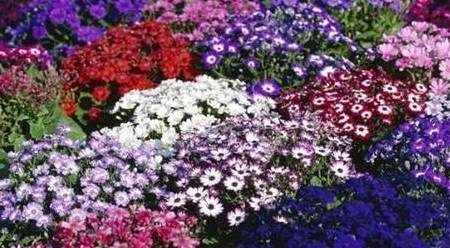 揭秘神秘的管家婆鳳凰，7777788888背后的故事，揭秘數(shù)字背后的神秘管家婆鳳凰，777778與8888的傳奇故事