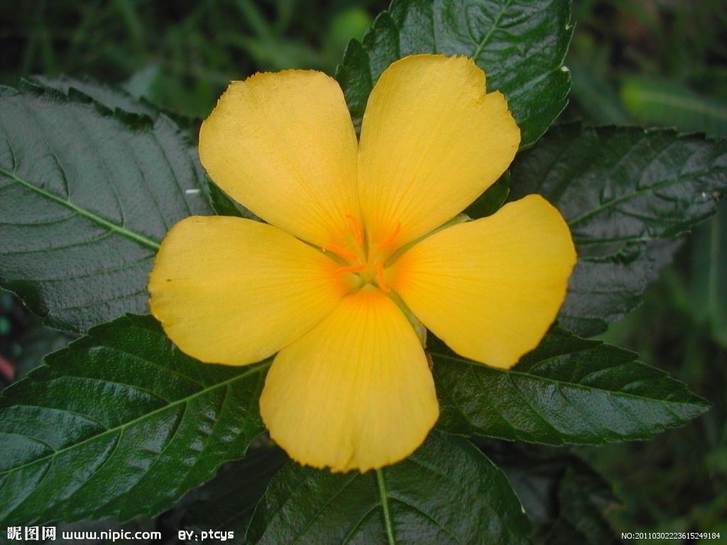 桌面時(shí)鐘，功能與選擇指南，桌面時(shí)鐘，功能特性與選擇指南