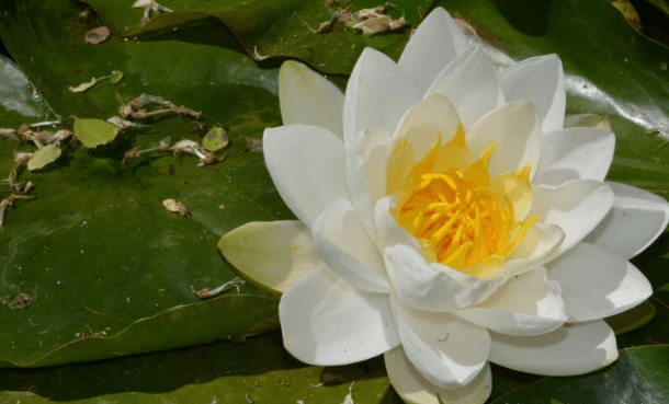 王中王493333www中特馬今晚開獎(jiǎng)——探索彩票背后的秘密與策略，彩票背后的秘密與策略探索，王中王493333中特馬今晚開獎(jiǎng)揭秘