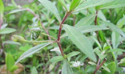 旱蓮草，神奇的功效與作用，旱蓮草的神奇功效與作用