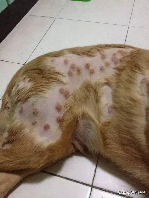 揭秘常見(jiàn)十大癬圖片及其特征，揭秘常見(jiàn)十大癬病癥圖片及其特征解析