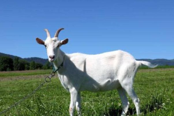 今晚澳門開三肖兔羊蛇，探索生肖運(yùn)勢與風(fēng)水預(yù)測的魅力，生肖運(yùn)勢與風(fēng)水預(yù)測探索，兔羊蛇今晚在澳門展現(xiàn)魅力