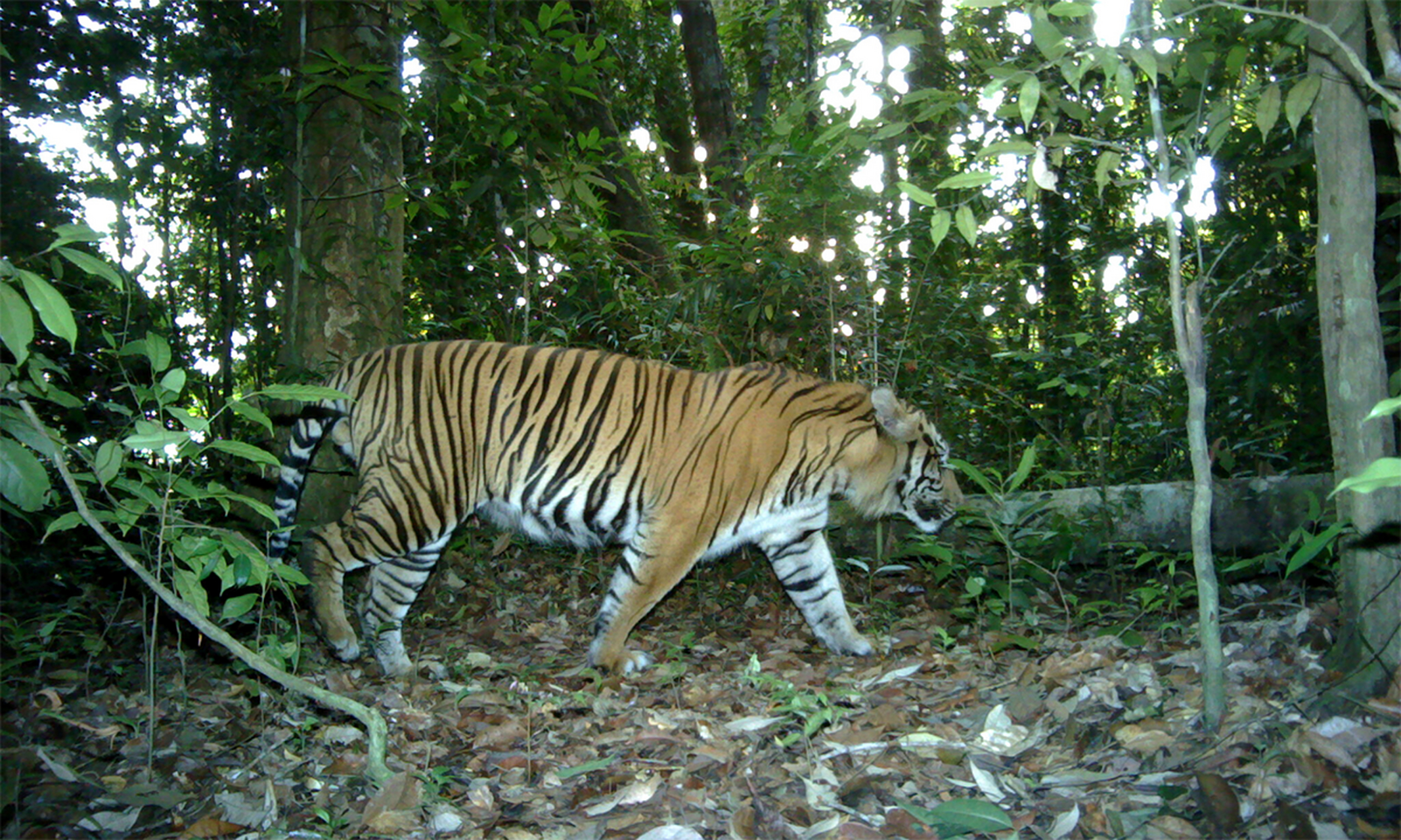 揭秘生肖之謎，茂密森林中的王者，猜一生肖揭曉答案，揭秘生肖王者之謎，森林中的王者揭曉答案，猜一生肖探秘真相