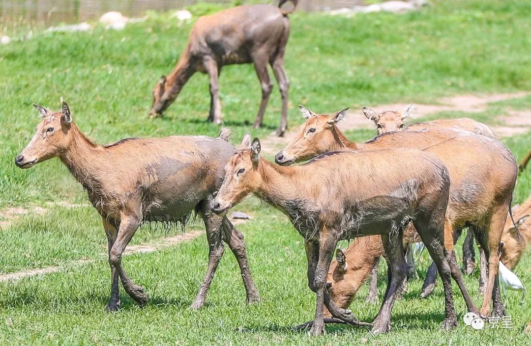 家婆王中王一肖四不像，深度解讀與SEO策略探討，家婆王中王一肖四不像，深度解讀與SEO策略探討指南