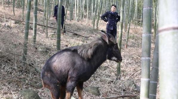 白小姐四不像王中王一肖，神秘傳奇與SEO解讀，白小姐四不像王中王一肖，神秘傳奇與SEO揭秘