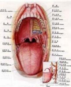 扁桃體炎最怕三種藥，了解并預(yù)防扁桃體炎的有效方法，扁桃體炎最怕的三種藥物及預(yù)防方法解析