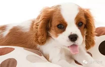 探索全新狗狗玄機(jī)，7777788888新版揭秘，揭秘全新狗狗奧秘，新版探索揭秘活動(dòng)開啟