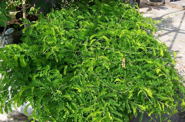 肝病最怕一味草藥，探索神奇的天然療法，肝病克星，神奇天然療法探索