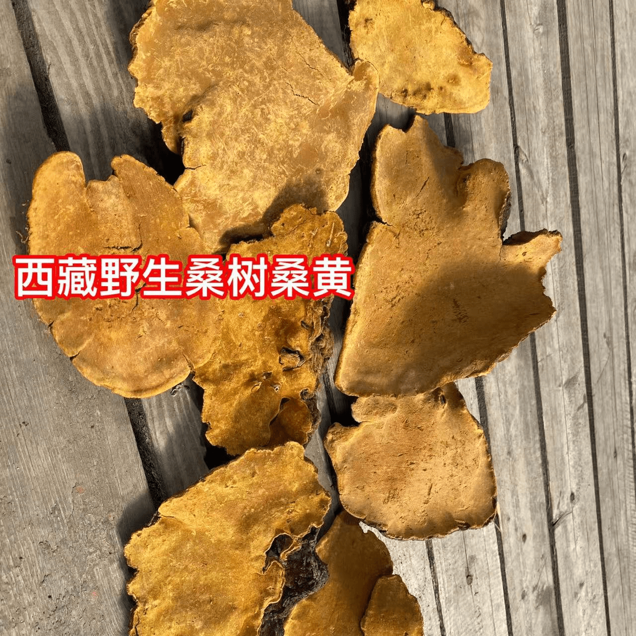 桑黃，神奇的功效與作用及重要禁忌解析，桑黃，神奇功效、作用詳解與重要禁忌解析