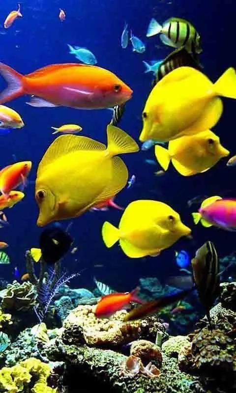 探索海底世界的奧秘，海底世界視頻的魅力與吸引力，探索海底世界的奧秘，神秘深海的魅力與吸引力視頻展示