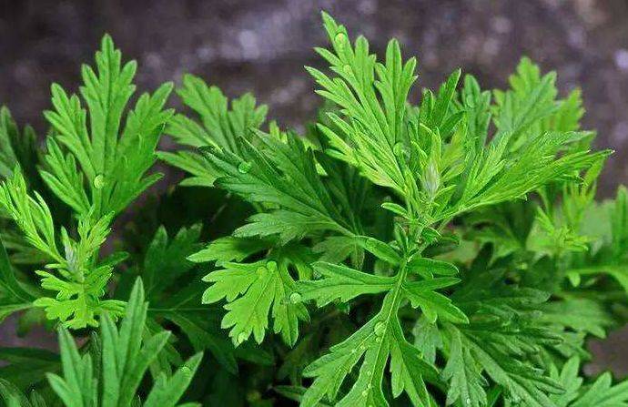 艾葉的副作用與禁忌，深入了解與應(yīng)用注意事項(xiàng)，艾葉的副作用、禁忌及注意事項(xiàng)深入解析