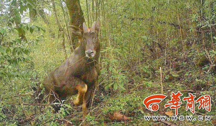 生肖魅力與獨(dú)特特征